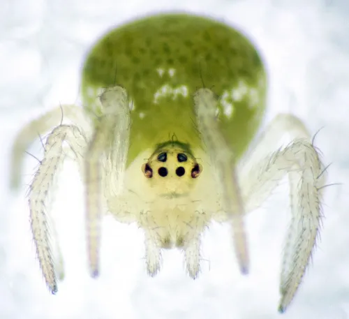 Paidiscura pallens - photo 5