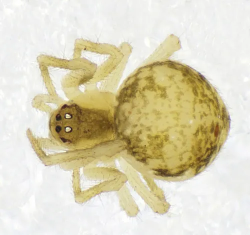 Paidiscura pallens - photo 6