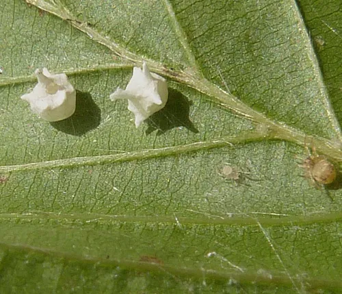 Paidiscura pallens - photo 7