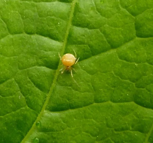 Paidiscura pallens - photo 8