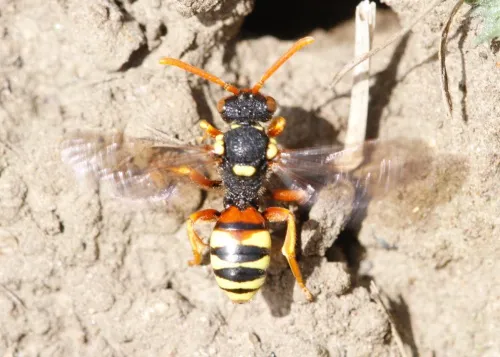 Painted Nomad Bee - Nomada fucata