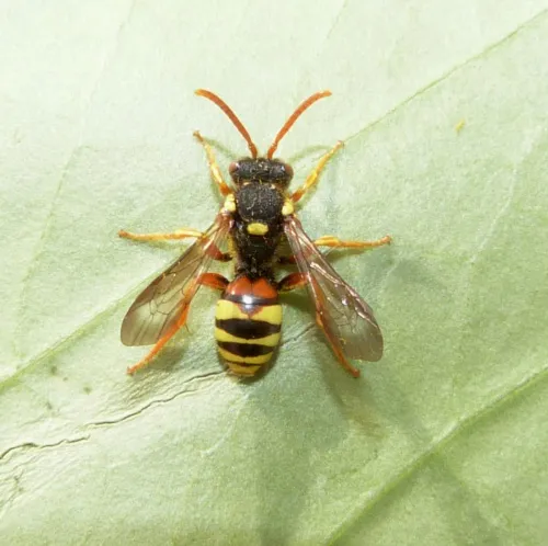 Painted Nomad Bee - photo 2