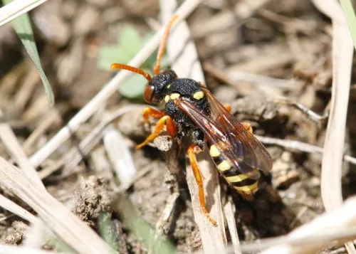 Painted Nomad Bee - photo 3