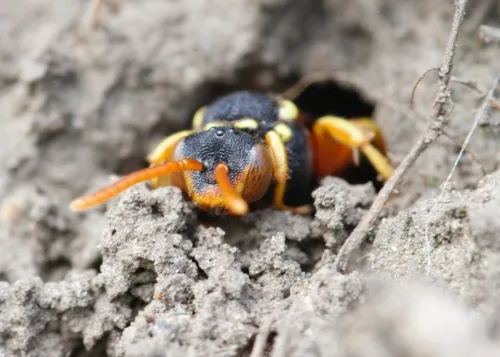 Painted Nomad Bee - photo 4