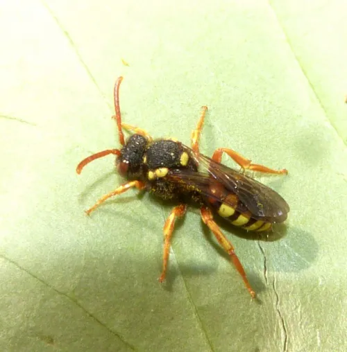 Painted Nomad Bee - photo 5