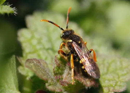 Painted Nomad Bee - photo 6
