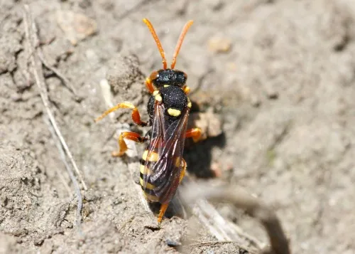 Painted Nomad Bee - photo 7