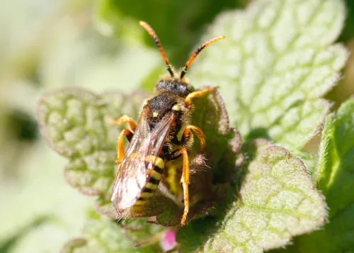 Painted Nomad Bee - photo 8
