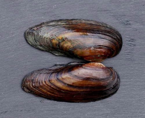 Painter's Mussel