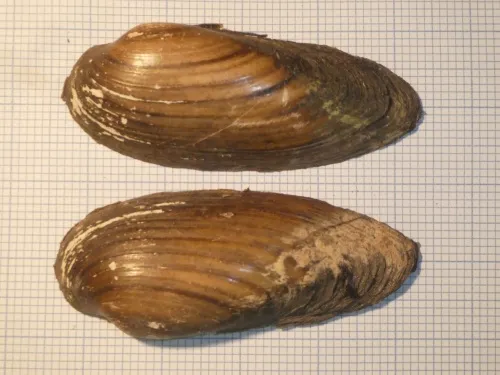 Painter's Mussel - photo 2