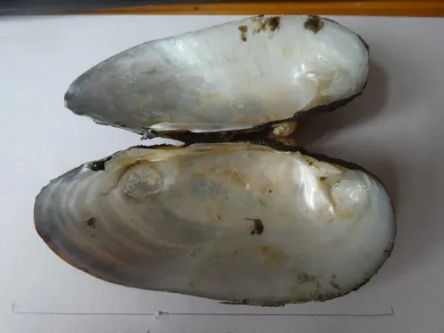Painter's Mussel - photo 3
