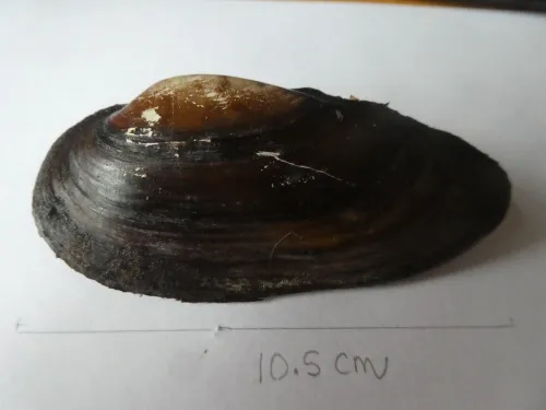 Painter's Mussel - photo 4