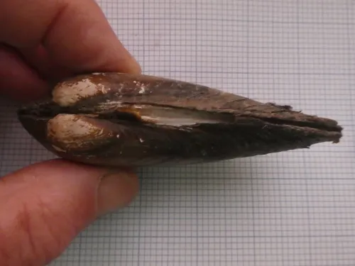 Painter's Mussel - photo 5