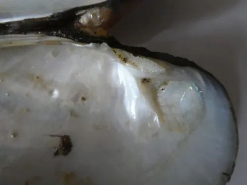 Painter's Mussel - photo 6