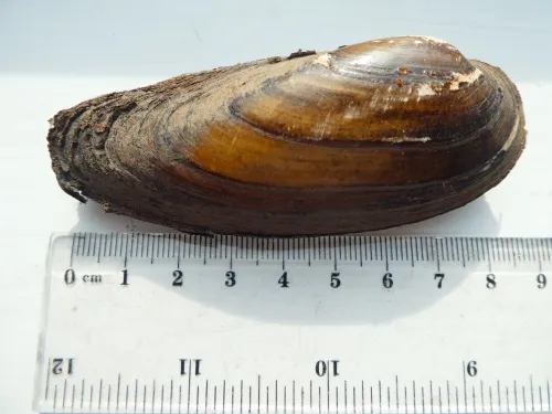 Painter's Mussel - photo 7