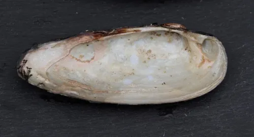 Painter's Mussel - photo 8