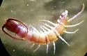 Paitobius zinus