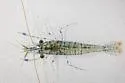 Palaemon elegans - photo 2