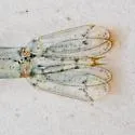 Palaemon elegans - photo 3