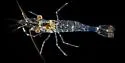 Palaemon elegans - photo 4