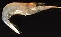 Palaemon intermedius