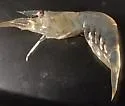 Palaemon pugio