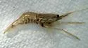 Palaemon vulgaris