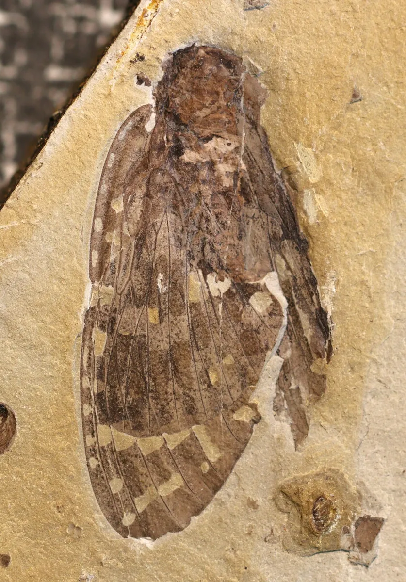 Palaeontinidae - photo 3