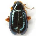 Palaeothona discrepans - Palaeothona discrepans