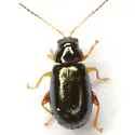 Palaeothona discrepans - photo 2