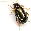 Palaeothona discrepans - photo 3