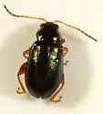 Palaeothona discrepans - photo 4