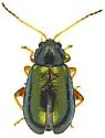 Palaeothona discrepans - photo 5