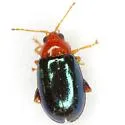 Palaeothona picta