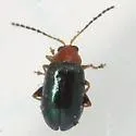 Palaeothona picta - photo 2