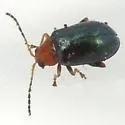 Palaeothona picta - photo 3