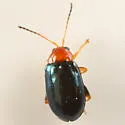 Palaeothona picta - photo 4