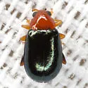 Palaeothona picta - photo 5