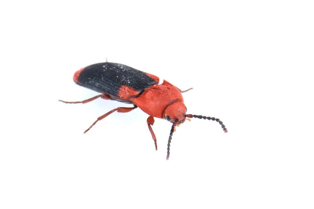 Dohrn's Elegant Eucnemid Beetle - photo 2