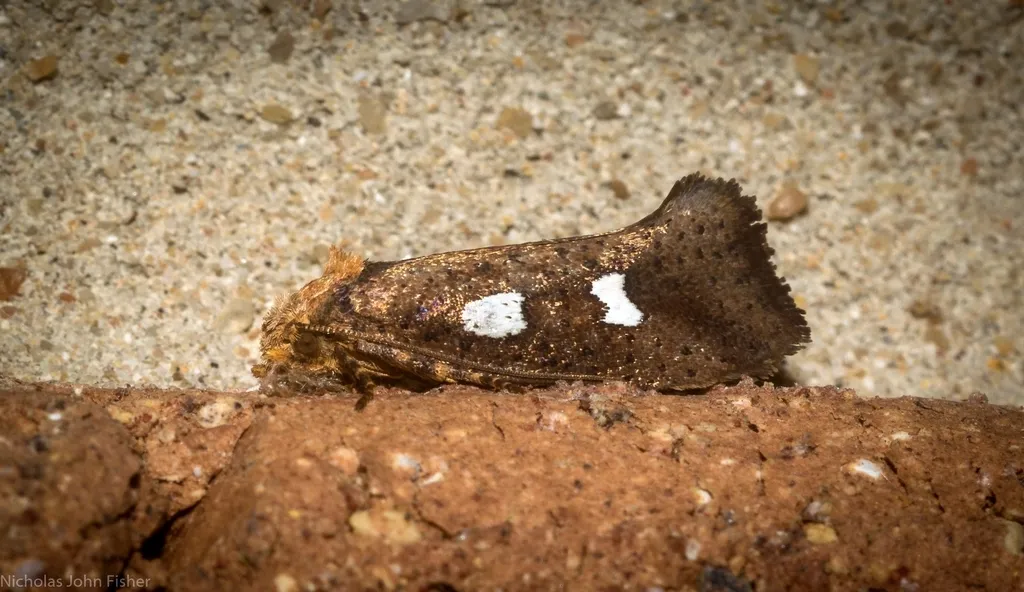 Palaephatidae - photo 2