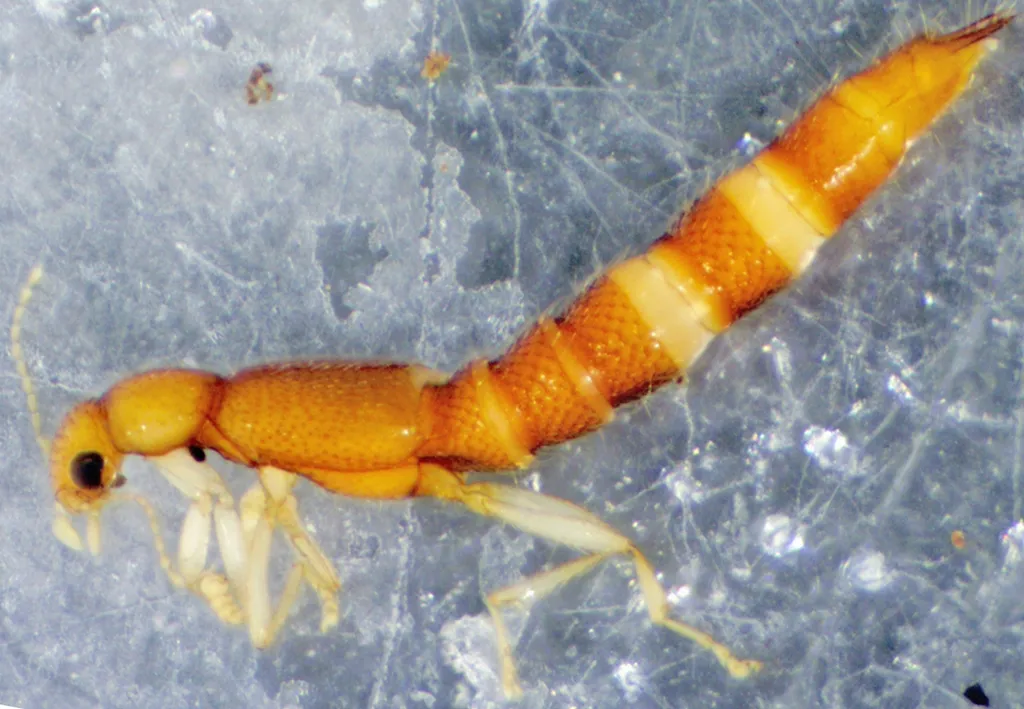 Palaminus hudsonicus - photo 2