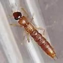 Palaminus larvalis