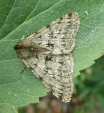 Pale Brindled Beauty