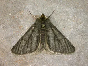 Pale Brindled Beauty - photo 2