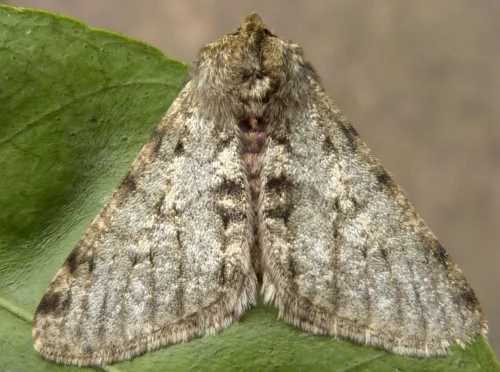 Pale Brindled Beauty - photo 3