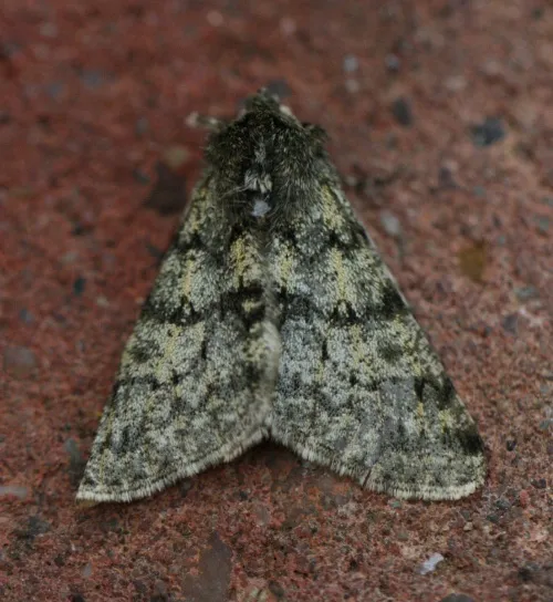 Pale Brindled Beauty - photo 4