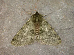Pale Brindled Beauty - photo 5