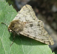 Pale Brindled Beauty - photo 7