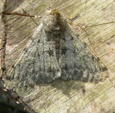 Pale Brindled Beauty - photo 8
