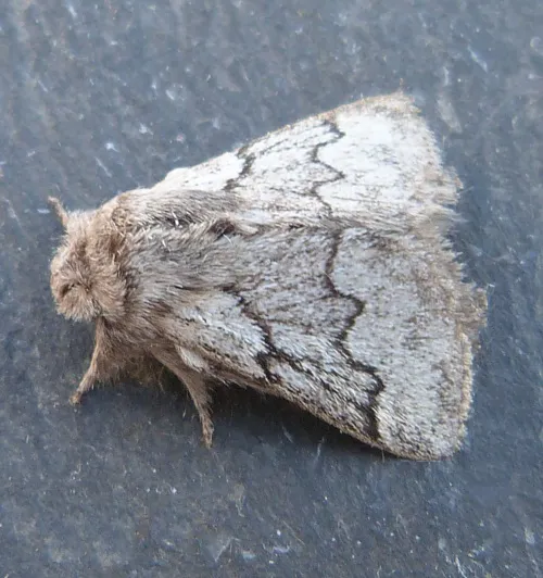 Pale Eggar - photo 2
